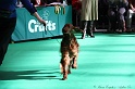 Crufts2011 776